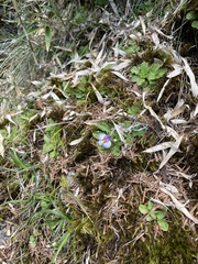 Mazus alpinus