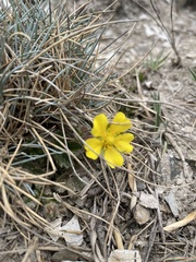 Potentilla matsumurae