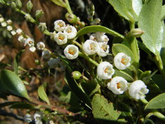 Vaccinium leucanthum