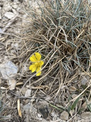 Potentilla matsumurae