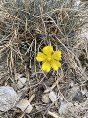 Potentilla matsumurae