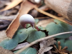 Corybas barbarae