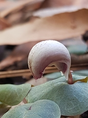 Corybas barbarae