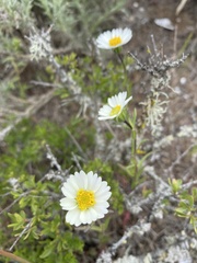 Layia erubescens