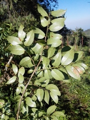 Vaccinium leucanthum