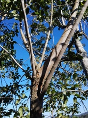 Vaccinium leucanthum