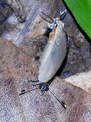 Image of Calycopis cerata
