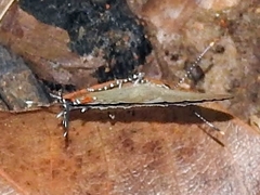 Calycopis cerata