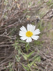 Layia erubescens