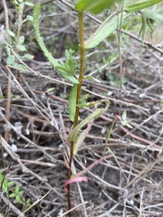Layia erubescens