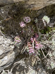 Phedimus subcapitatum