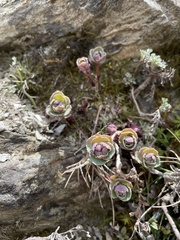 Phedimus subcapitatum