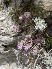 Phedimus subcapitatum