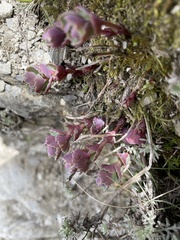 Phedimus subcapitatum