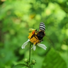 Apis dorsata breviligula