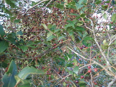 Vaccinium leucanthum