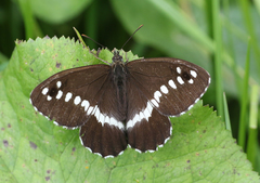 Aulocera brahminus brahminus