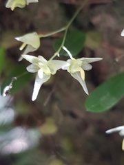Bulbophyllum exiguum