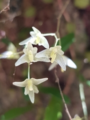 Bulbophyllum exiguum