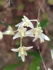 Bulbophyllum exiguum