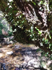 Bulbophyllum exiguum