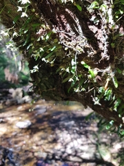 Bulbophyllum exiguum