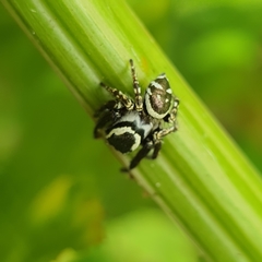 Salticidae