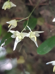 Bulbophyllum exiguum