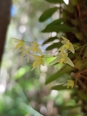 Bulbophyllum exiguum