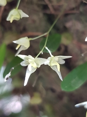 Bulbophyllum exiguum