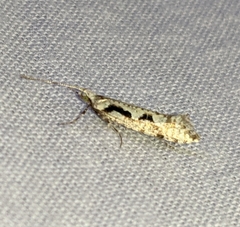 Rhigognostis interrupta