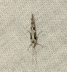 Rhigognostis interrupta