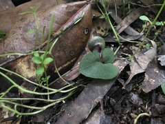 Corybas pruinosus