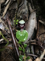 Corybas pruinosus