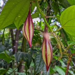 Passiflora costaricensis