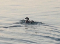 Phalacrocorax nigrogularis
