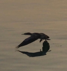 Phalacrocorax nigrogularis