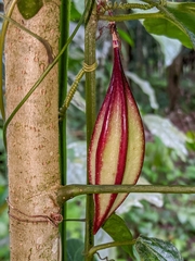 Passiflora costaricensis