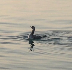 Phalacrocorax nigrogularis