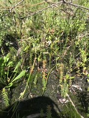 Prasophyllum striatum