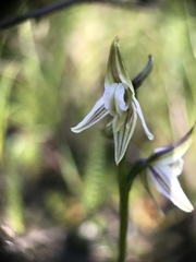 Prasophyllum striatum