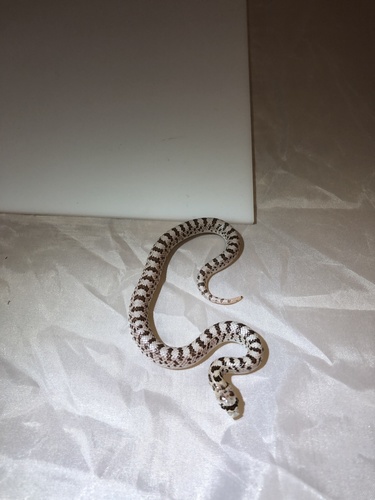 iNaturalist observation photo of Western Leaf-nosed Snake