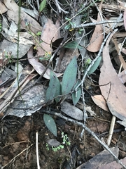 Cryptostylis