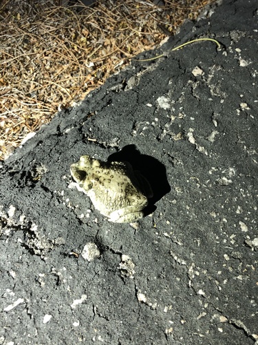 iNaturalist observation photo of Red-spotted Toad