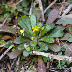 Lysimachia alpestris