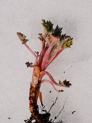 Artemisia vulgaris kamtschatica