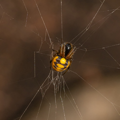 Araneus ejusmodi