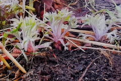 Artemisia vulgaris kamtschatica