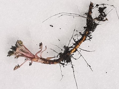 Artemisia vulgaris kamtschatica