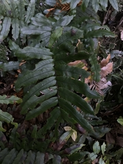 Blechnum wattsii